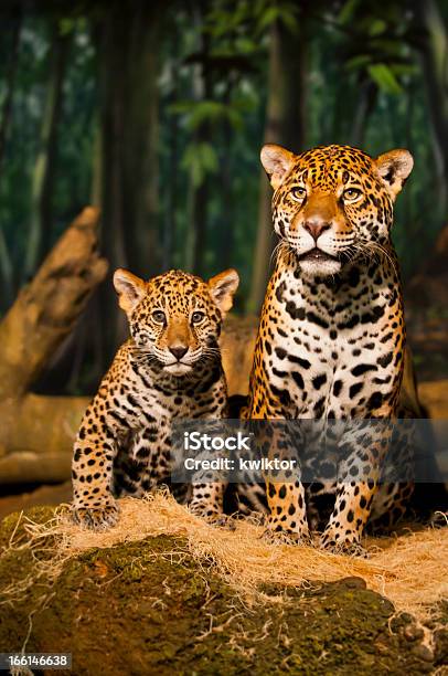 Jaguar Família - Fotografias de stock e mais imagens de Jaguar - Gato - Jaguar - Gato, Cria, Filhote de animal