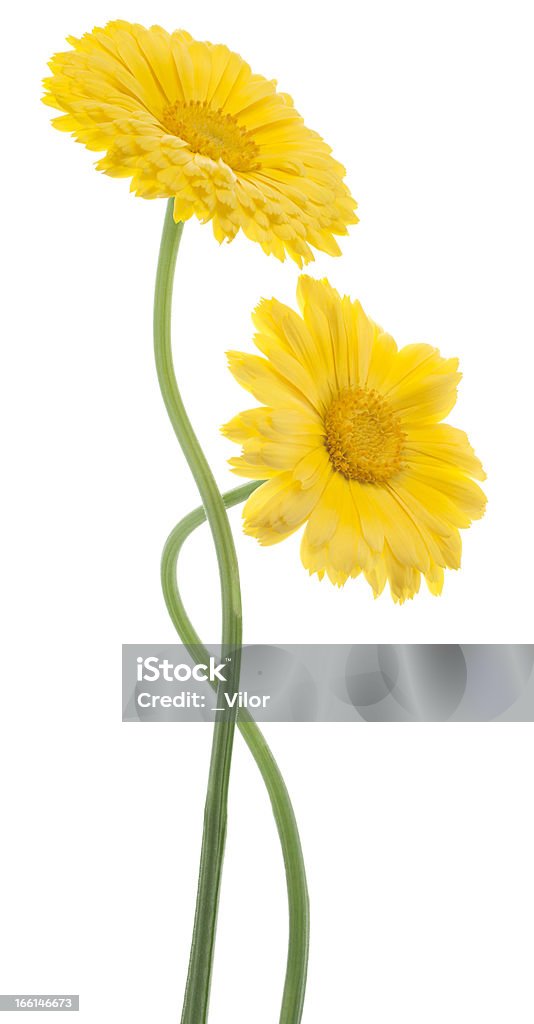 calendula - Lizenzfrei Blume Stock-Foto