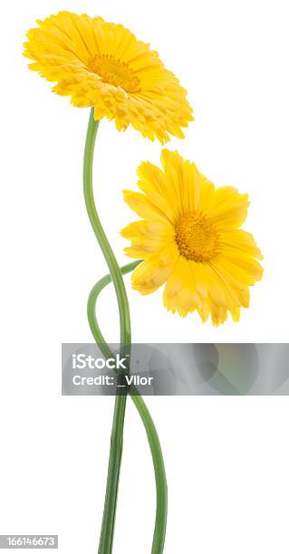 Calendula Stockfoto und mehr Bilder von Blume - Blume, Blumenstrauß, Blüte