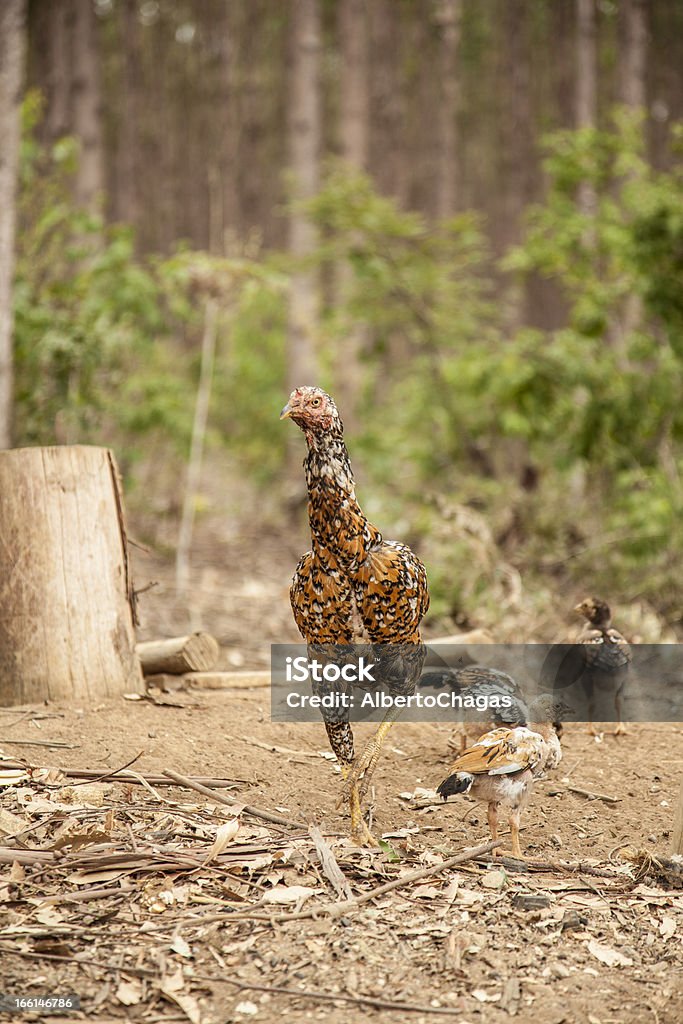 Campagne brésilienne poulet - Photo de Agriculture libre de droits