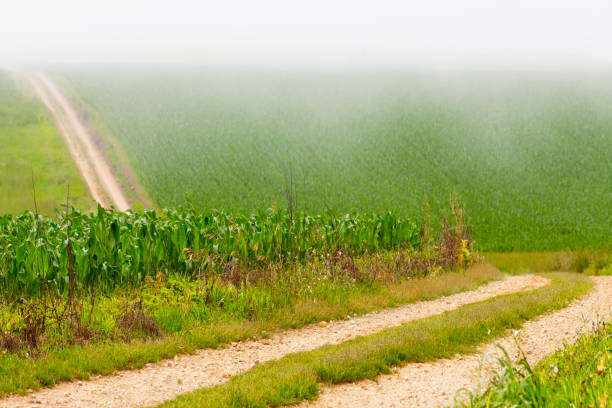 Corn agricultural field, plants,  suitable for background purposes. Springtime and fog, Tapia de Casariego, Asturias, Spain. Camino de santiago.