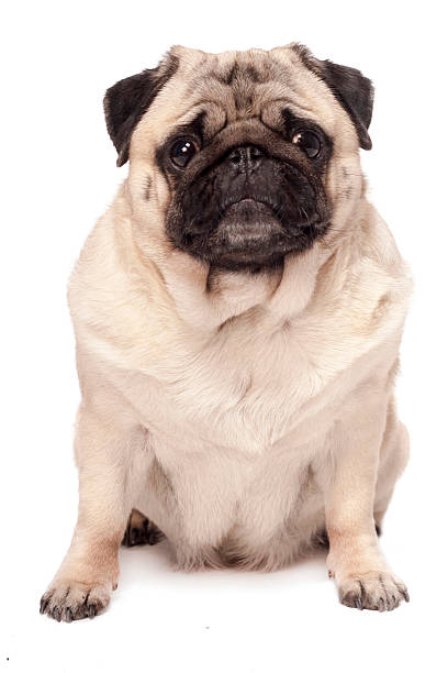 istock mop dog isolated on white 166146981