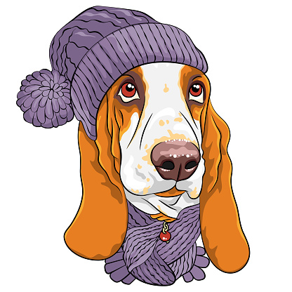 Vector dog Basset Hound breed in warm winter lilac knitted hat with pompom