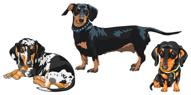 illustrations, cliparts, dessins animés et icônes de croquis vectoriel chien teckel race - dachshund hot dog dog smiling
