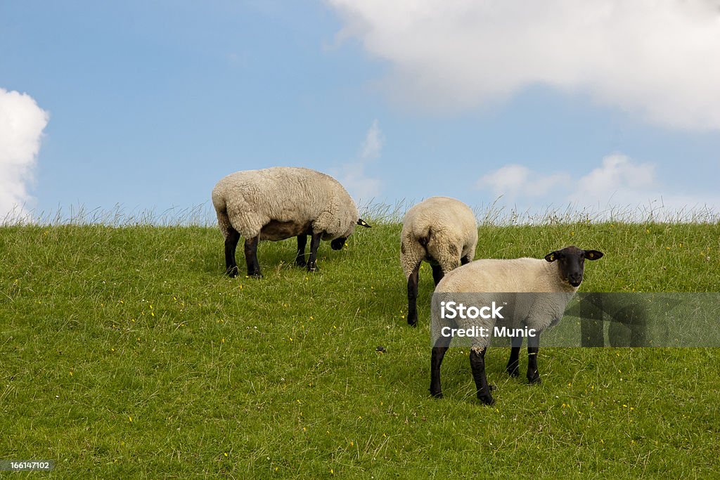 Blackface Sheeps - Foto de stock de Alemanha royalty-free