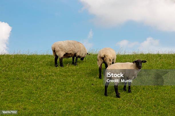 Blackface Sheeps — стоковые фотографии и другие картинки Без людей - Без людей, Возобновляемые ресурсы, Германия