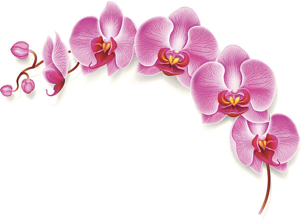 blume orchidee. - orchidee stock-grafiken, -clipart, -cartoons und -symbole