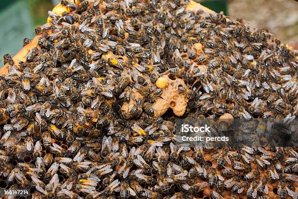 Foto de Abelhas e mais fotos de stock de Abelha - Abelha, Agricultura, Animal