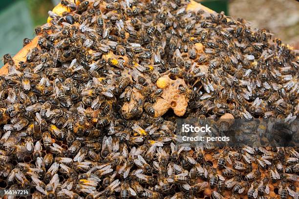 Пчёлы — стоковые фотографии и другие картинки Большая группа животных - Большая группа животных, Галисия, Горизонтальный