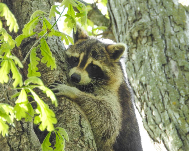 istock Raccoon (Procyon lotor) Native North American Mammal 1661472187
