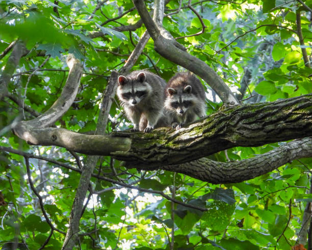 istock Raccoon (Procyon lotor) Native North American Mammal 1661473999