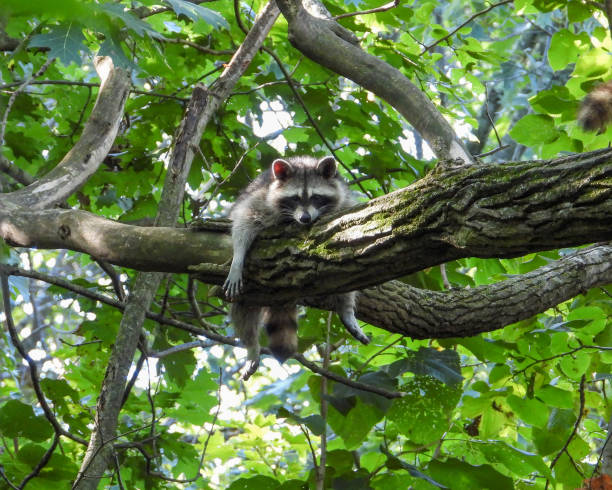 istock Raccoon (Procyon lotor) Native North American Mammal 1661474156
