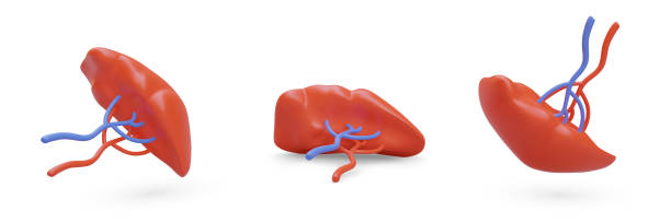 istock Set of realistic human spleens with veins. Vector object in different positions 1661474188