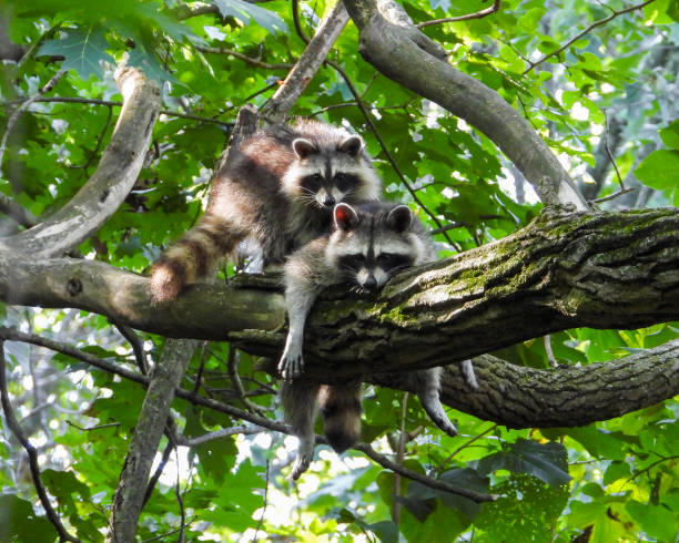 istock Raccoon (Procyon lotor) Native North American Mammal 1661474255