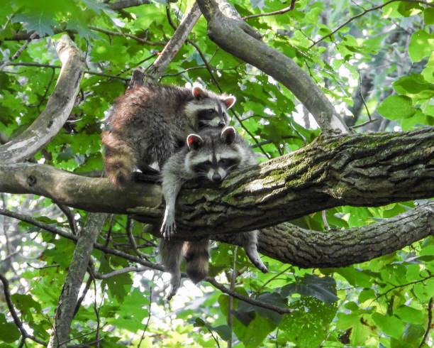 istock Raccoon (Procyon lotor) Native North American Mammal 1661474374
