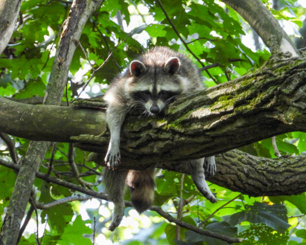 istock Raccoon (Procyon lotor) Native North American Mammal 1661474467