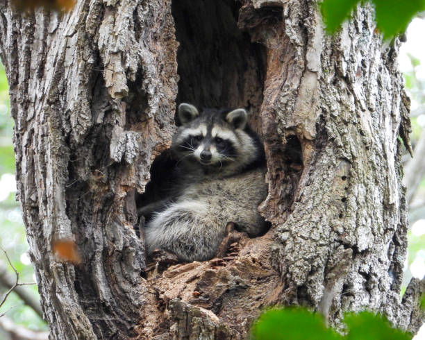 istock Raccoon (Procyon lotor) Native North American Mammal 1661474522