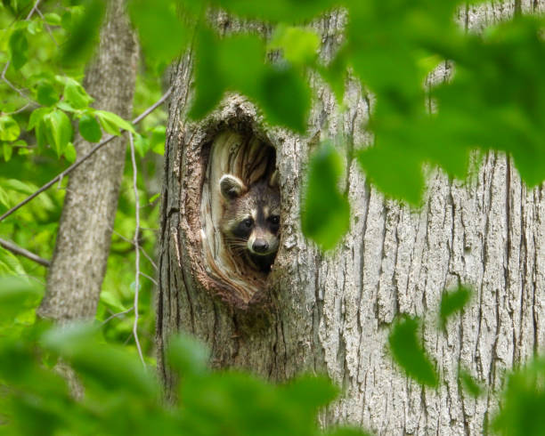 istock Raccoon (Procyon lotor) Native North American Mammal 1661474561