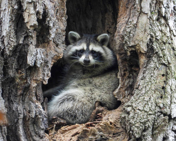 istock Raccoon (Procyon lotor) Native North American Mammal 1661474656