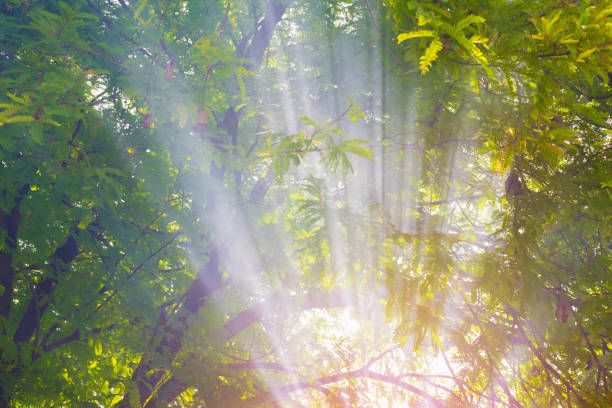 istock Natural light pattern with plants in outdoor location 1661475143