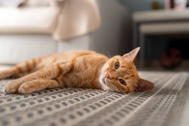 istock brown tabby cat with green eyes lying on a carpet. close up 1661476157