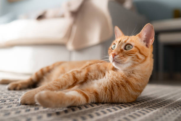 istock brown tabby cat with green eyes lying on a carpet. close up 1661476163