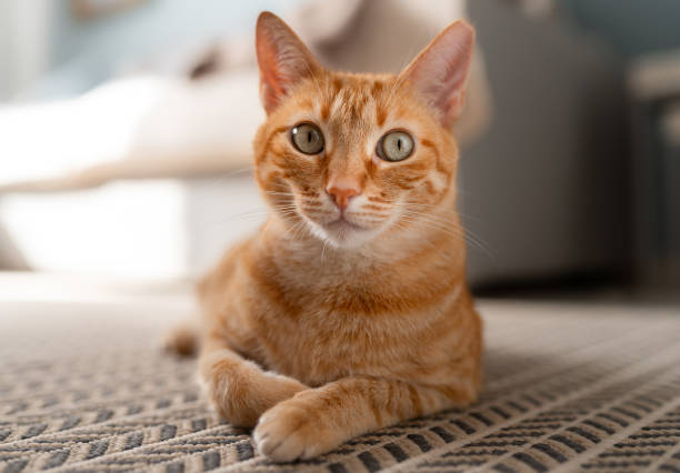 istock brown tabby cat with green eyes lying on a carpet. close up 1661476166