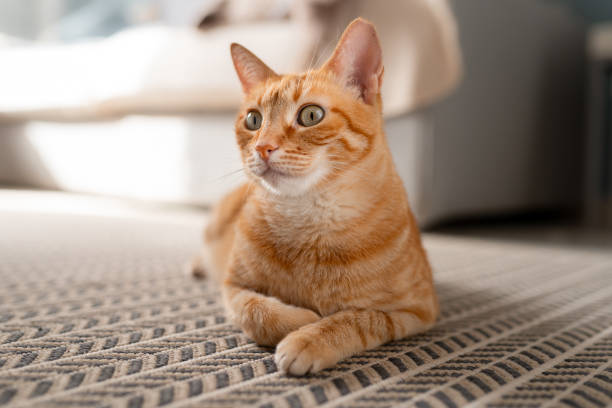 istock brown tabby cat with green eyes lying on a carpet. close up 1661476168
