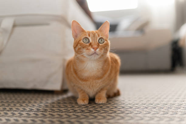 istock brown tabby cat with green eyes lying on a carpet. close up 1661476174