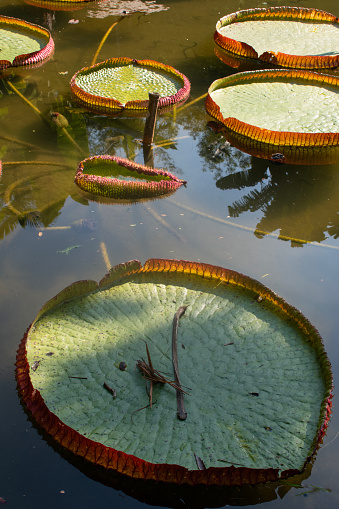 Brazil, South America: Rio de Janeiro Botanical Garden, view of Victoria amazonica (Victoria regia or The Lilytrotter's Waterlily), species of flowering plant, the second largest in the water lily family