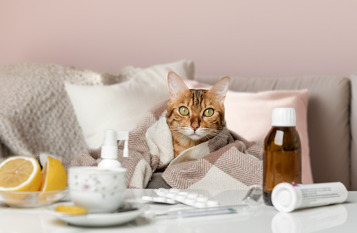 A sick cat lies and medicines for a cold, flu or coronavirus. A domestic cat with flu or coronavirus symptoms is treated at home.