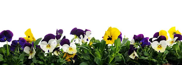 border of pansies on white background
