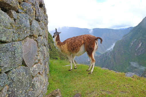 llama grazing in the agricultural terrace of Machu Picchu Inca citadel, Cusco region, Peru, South America