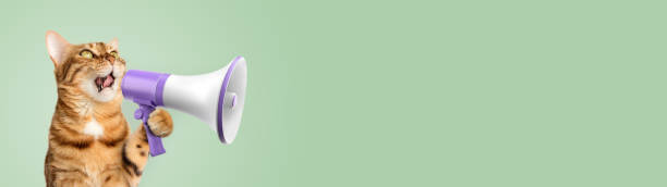 istock Funny domestic cat with a megaphone on a green background. 1661476836