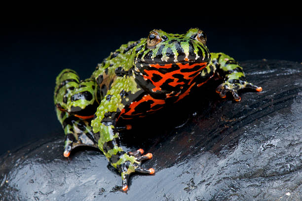 Fire-bellied toad / Bombina orientalis An iconic amphibian species from Korea, China and parts of Russia. The Fire-bellied toad is actually a frog species and not a toad as the name suggests. chinese frog stock pictures, royalty-free photos & images