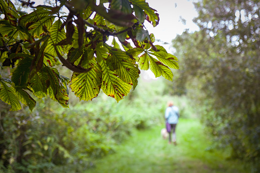 Shallow focus of horse chestnut leaves seen partially framing a distant woman seen walking her dog in an English wilderness area.