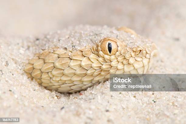 Photo libre de droit de Sable Saharacerastes Vipera Vipère banque d'images et plus d'images libres de droit de Crotale cornu - Crotale cornu, Afrique du Nord, Algérie