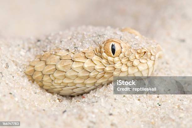 Saharan 모래 독사류cerastes Vipera 뿔방울뱀에 대한 스톡 사진 및 기타 이미지 - 뿔방울뱀, 독사류, 독성 물질