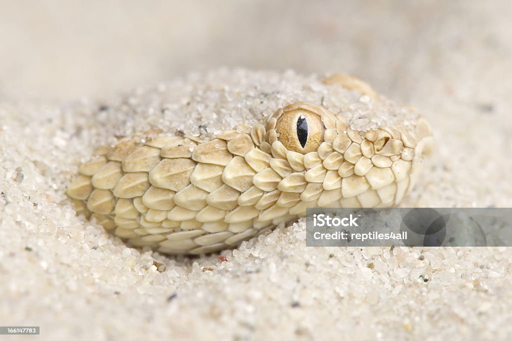 Subsaharyjskiej piasek viper/Cerastes vipera - Zbiór zdjęć royalty-free (Grzechotnik rogaty)