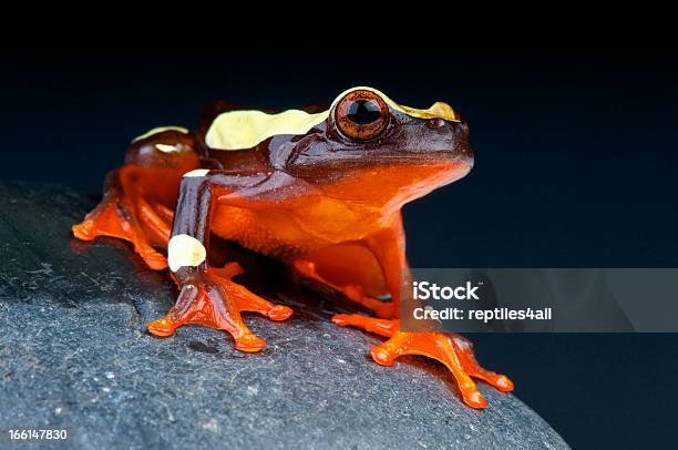 Clown Tree Frog Dendropsophus Leucophyllatus Stock Photo - Download Image Now - Amphibian, Animal, Animal Wildlife