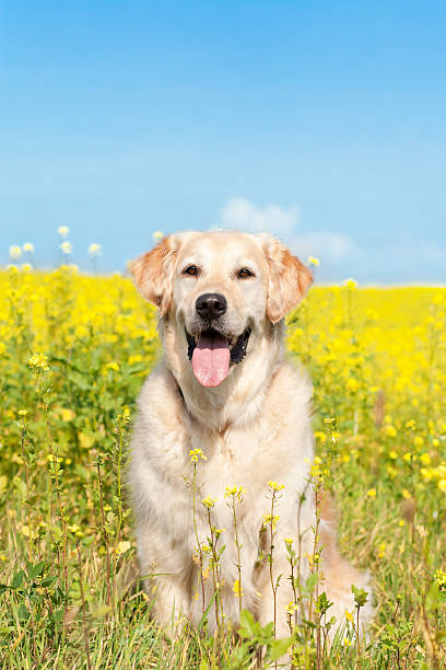 istock Happy Dog in Canola field 166148295
