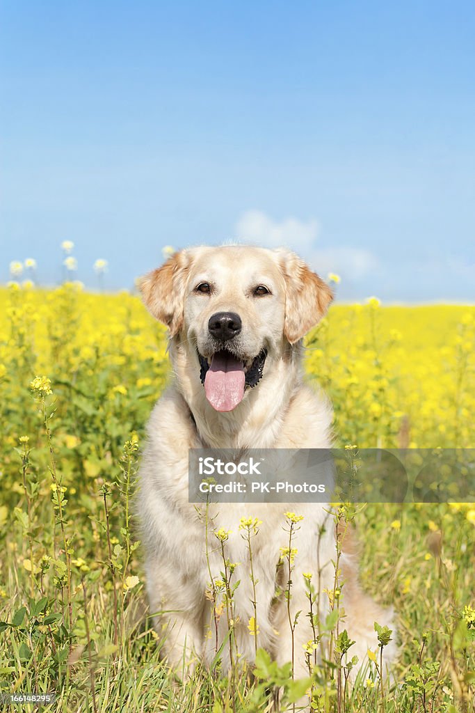 Cachorro feliz em campo de Canola - Foto de stock de Cão royalty-free