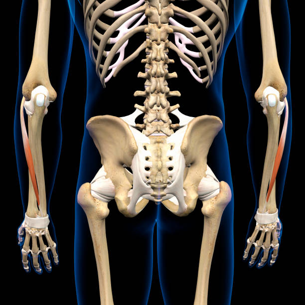 istock Lower Arm Extensor Digiti Minimi Muscles Isolated on Male Human Skeleton, 3D Rendering on Black Background 1661485882