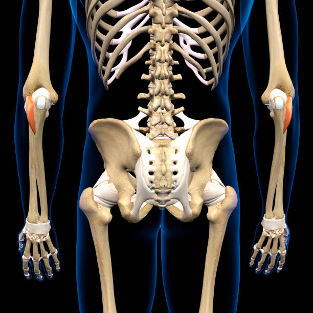 istock Lower Arm Anconeus Muscles Isolated on Male Human Skeleton, 3D Rendering on Black Background 1661485884
