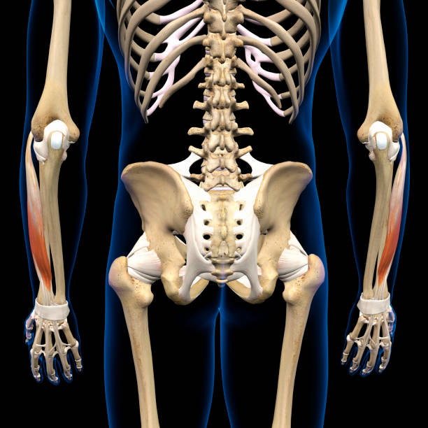 istock Lower Arm Extensor Digitorum Muscles Muscles Isolated on Male Human Skeleton, 3D Rendering on Black Background 1661486400