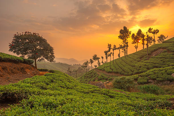 plantacje herbaty w munnar, kerala, indie - munnar zdjęcia i obrazy z banku zdjęć