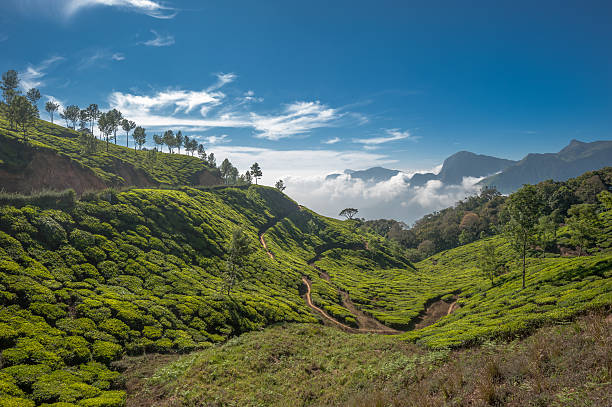 istock Tea plantations in Munnar, Kerala, India 166149447