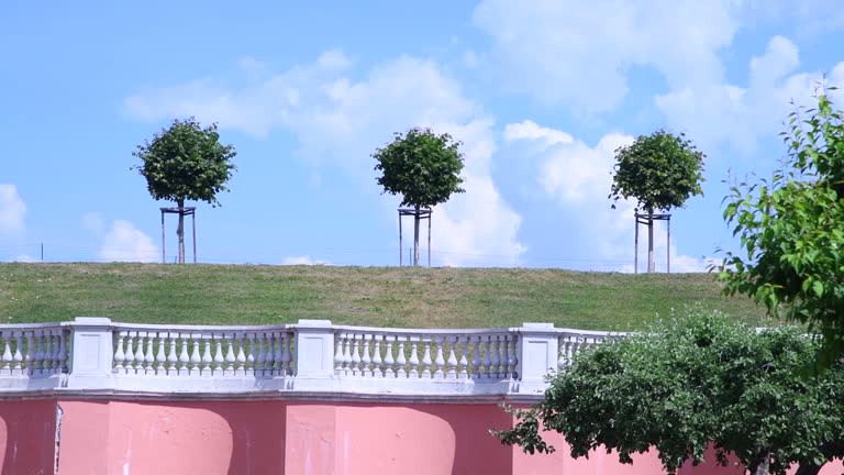 Green trees on hill in city park