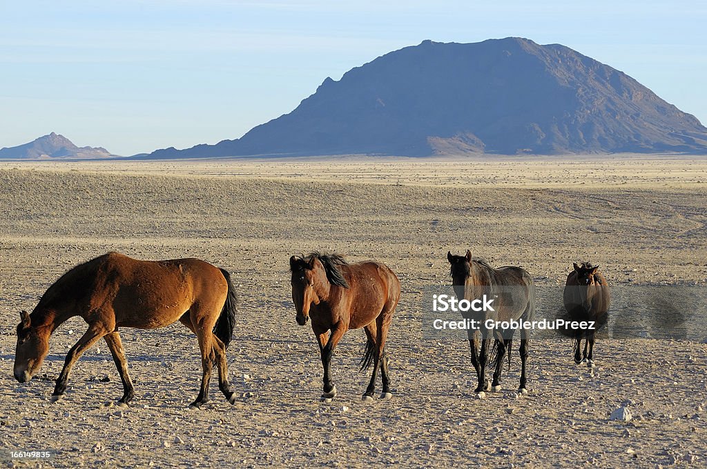 Caballos salvajes de Namib - Foto de stock de Aire libre libre de derechos