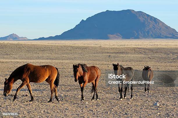 Caballos Salvajes De Namib Foto de stock y más banco de imágenes de Aire libre - Aire libre, Animal, Animales salvajes